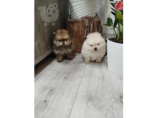 Όμορφα κουτάβια Pomeranian Spitz